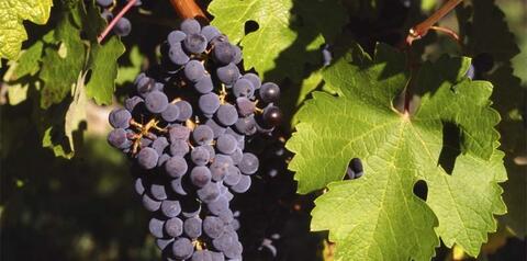 Cabernet Sauvignon 2024