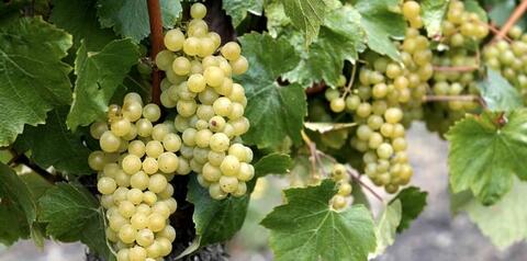 Chardonnay 2024