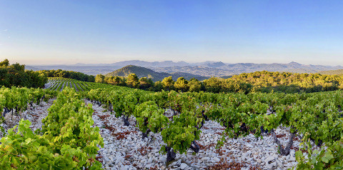 Vieilles Vignes Rouge 2019