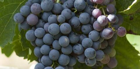 Merlot 2024