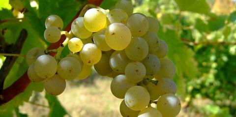 Sauvignon Blanc 2024