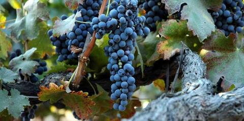Syrah 2024