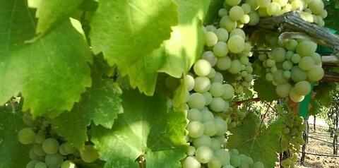 Viognier 2024